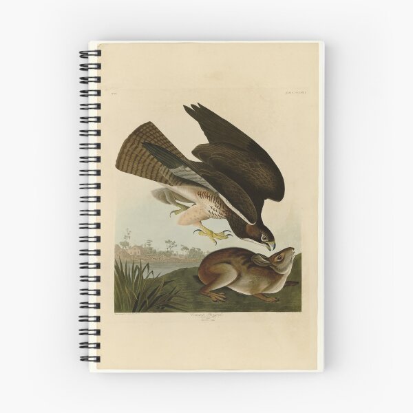 Item preview, 372 Common Buzzard designed and sold by Bird-Lore.