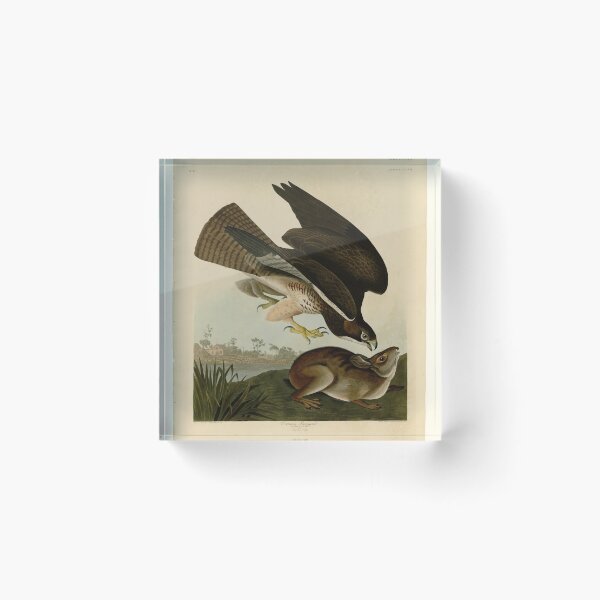 Item preview, 372 Common Buzzard designed and sold by Bird-Lore.