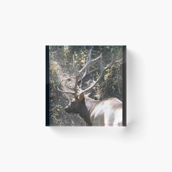 Item preview, Bull Elk designed and sold by Backyardtrail.