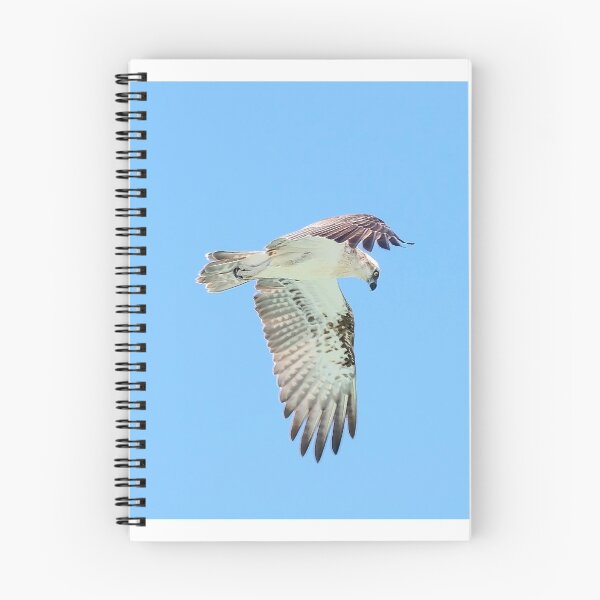 Item preview, Eastern Osprey I designed and sold by Peter Hocking.