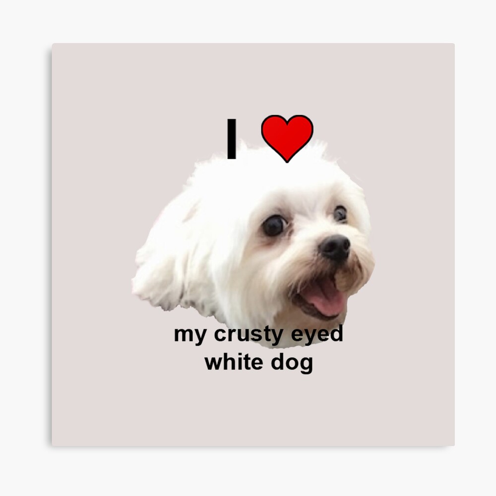 I Heart My Crusty Eyed White Dog Throw Pillow By Quinn47 Redbubble