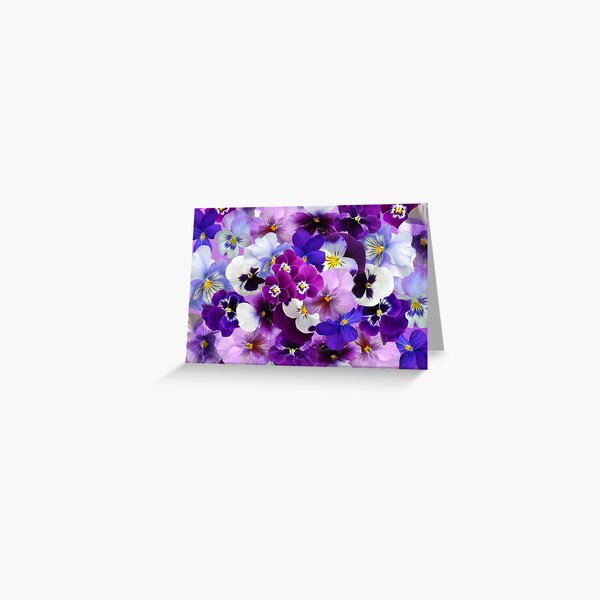 Flowering Pansies Greeting Card