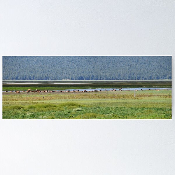 Item preview, Mormon Lake's elk Arizona US designed and sold by tamal778.