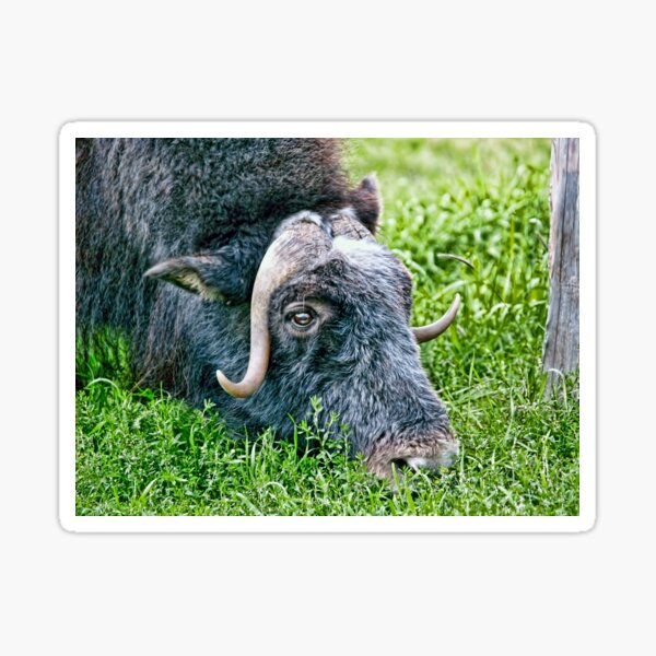 Item preview, Musk ox eating spring greens in Alaska designed and sold by Alaskandreamer.