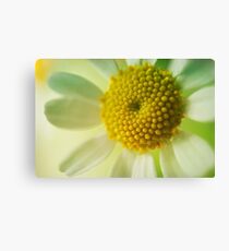 Lienzo Dreamy Daisy