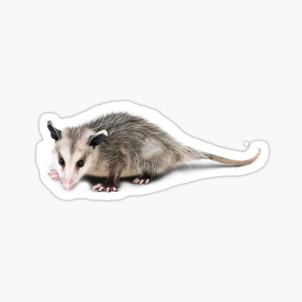 Hello Possums Gifts Merchandise Redbubble