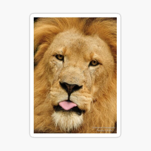 Lion speaks native tongue Sticker