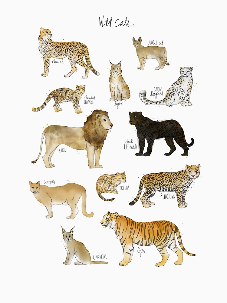 Wild Cats by AmyHamilton
