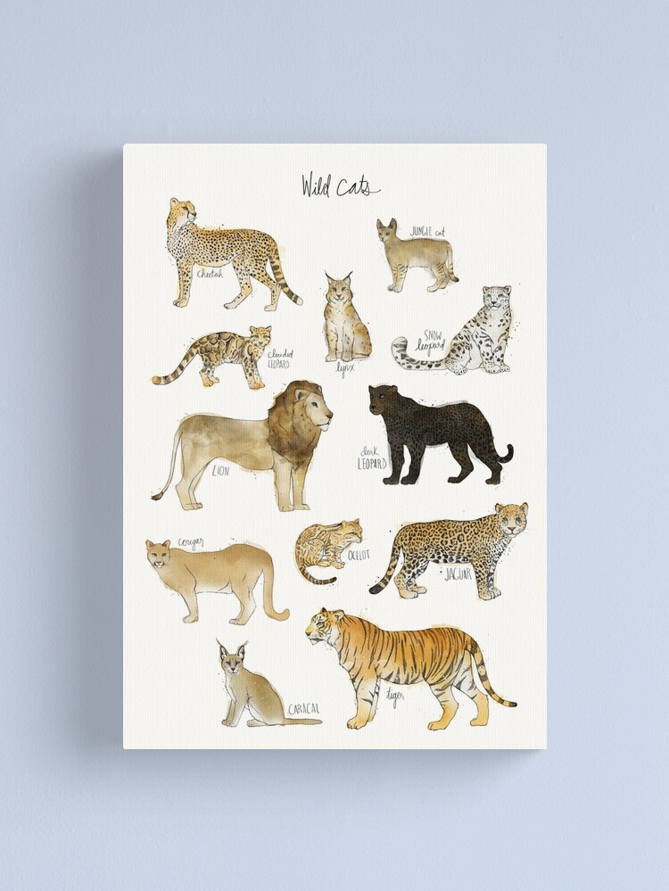 Canvas Print, Wild Cats designed and sold by Amy Hamilton
