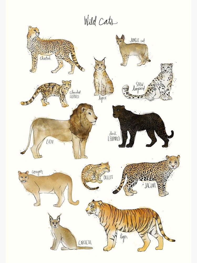 Wild Cats Greeting Card By Amyhamilton Redbubble