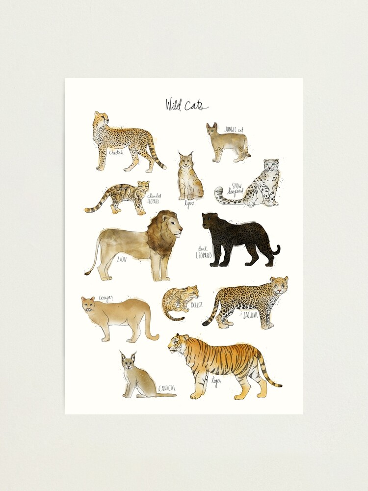Alternate view of Wild Cats Photographic Print
