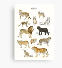 Wild Cats Metal Print