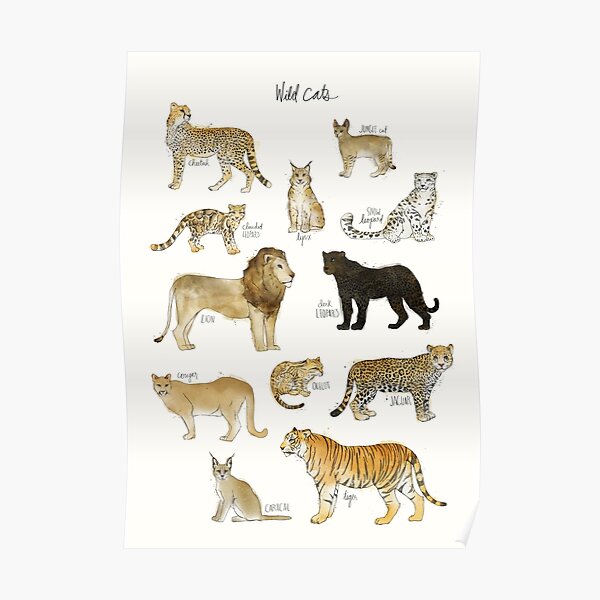Chats sauvages Poster