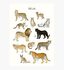 Wild Cats Photographic Print