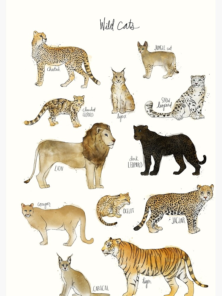 Wild Cats by AmyHamilton