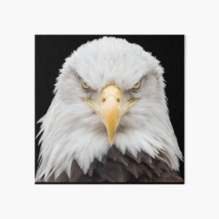 Animal Bird Prey Golden Eagle Head Unframed Wall Art Print Poster Home  Decor Premium