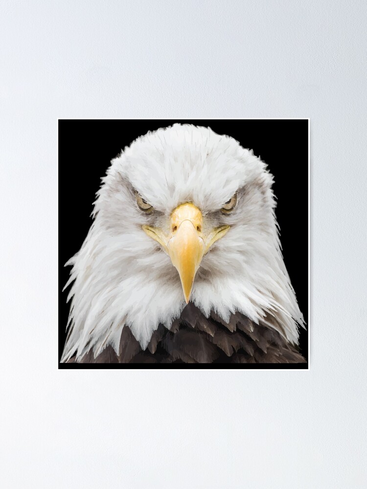 Eagle Look Powerful Face