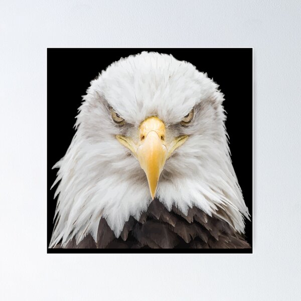 Eagle Face Wall Art for Sale