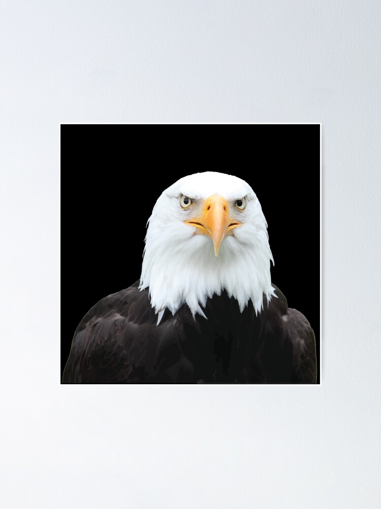 Póster «Águila mirada poderosa cara» de Mouad007naouiri | Redbubble