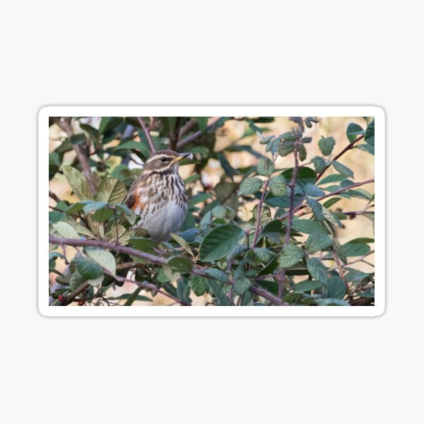 Item preview, Redwing designed and sold by LaurenTucker.