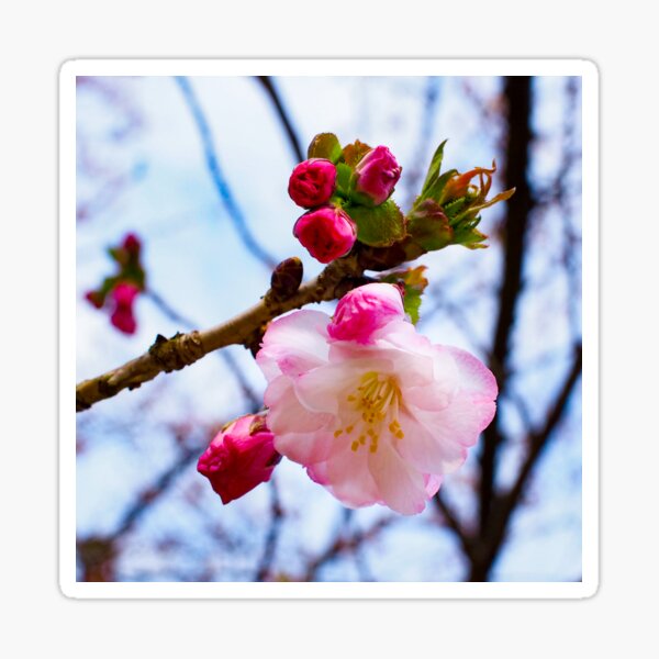 First sign of spring Sticker