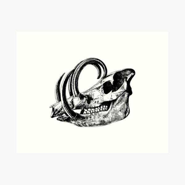 Dinosaur Skull Black and White Art Print