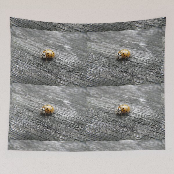 Item preview, Harlequin Ladybird on a Wooden Fence Photograph designed and sold by naturegallery.