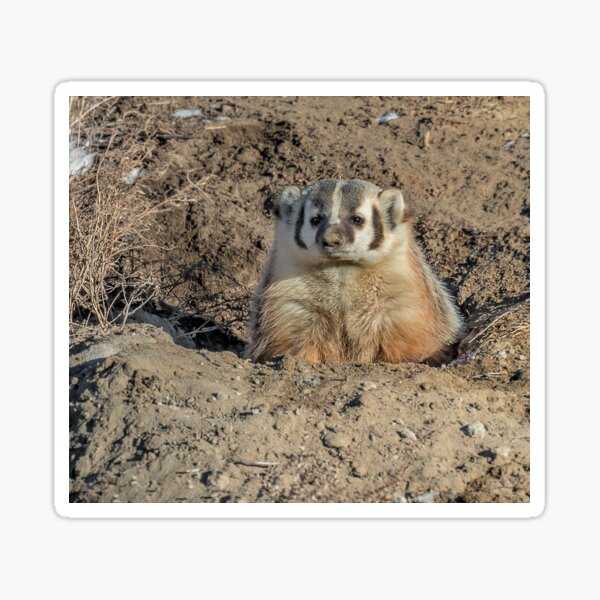 Brown Noser - Badger Sticker