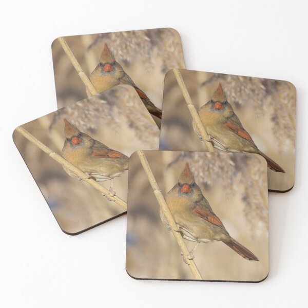 Item preview, Female Cardinal  designed and sold by slgphotography.