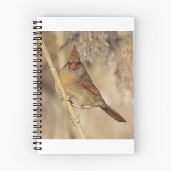 Item preview, Female Cardinal  designed and sold by slgphotography.