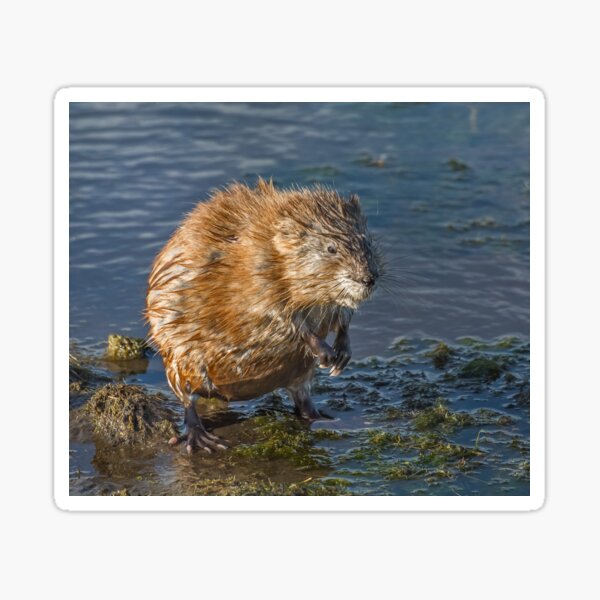 Muskrat - Packing it on! Sticker