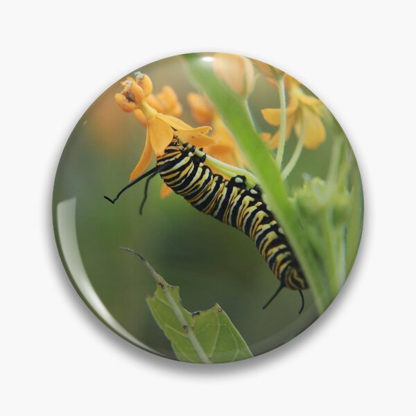 Item preview, Munching monarch caterpillar designed and sold by aflutter.