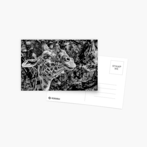 Item preview, Giraffe Monochrome designed and sold by Six Directions  Photography.