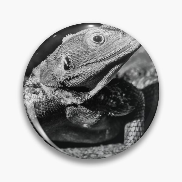 Item preview, Agama Lizard Monochrome designed and sold by Six Directions  Photography.
