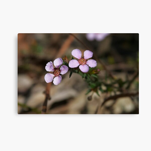 Item preview, Euromyrtus ramosissima (Rosy Heath-Myrtle) designed and sold by Robert Elliott.