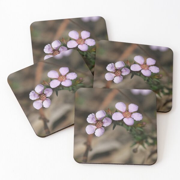 Item preview, Euromyrtus ramosissima (Rosy Heath-Myrtle) designed and sold by Robert Elliott.