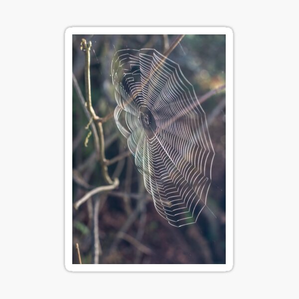 Item preview, Clear Spider Web designed and sold by Diego Re.