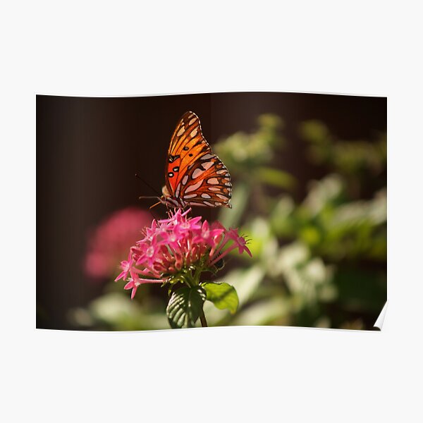 Gulf Fritillary butterfly Poster