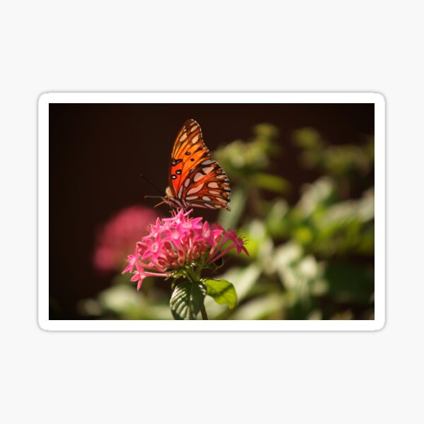 Gulf Fritillary butterfly Sticker