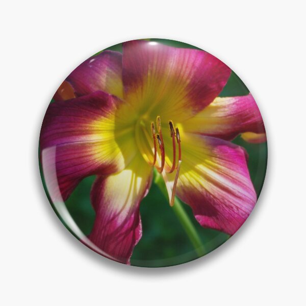 Item preview, Raspberry and gold daylily flower - Hemerocallis 'Liberty Banner' designed and sold by rvjames.
