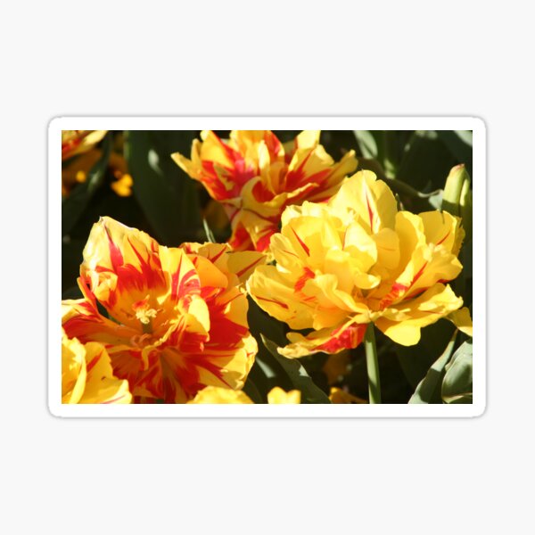 Tulips 3 Sticker
