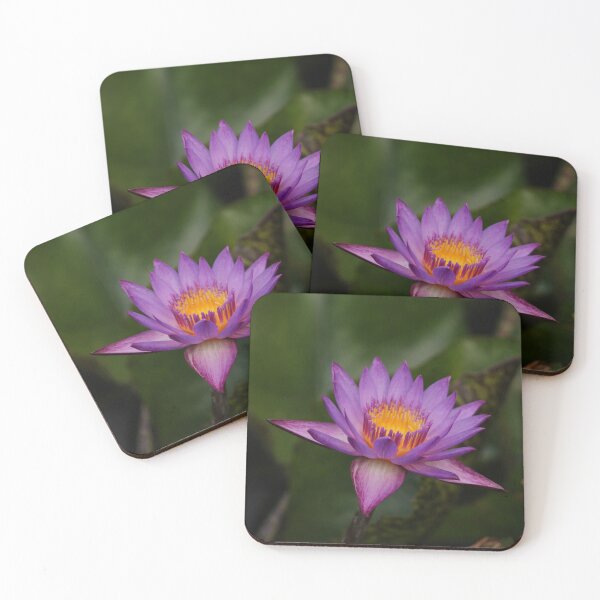 Item preview, Water Lily designed and sold by aflutter.