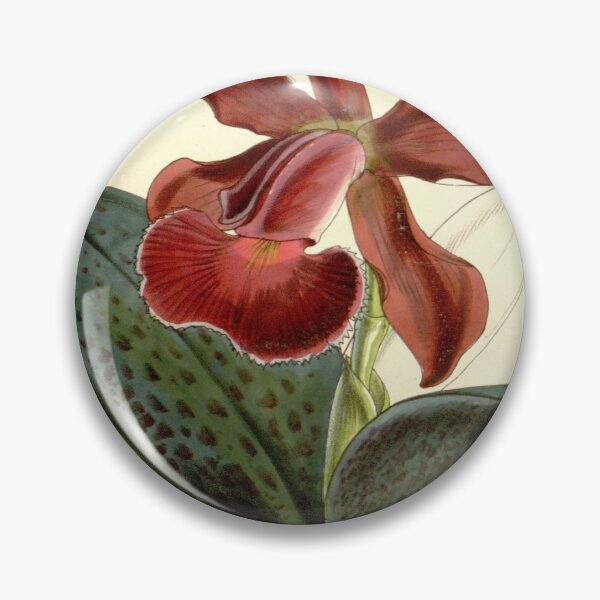 Item preview, Cattleya schilleriana (as Cattleya schilleriana var. concolor) Curtis' 85 (Ser. 3 no. 15) pl. 5150 (1859) designed and sold by EsotericBotanic.