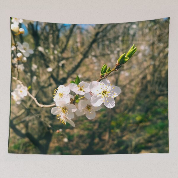 Item preview, Cherry tree in blossom, natural background, yearly spring  designed and sold by helenkaiy.