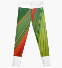 Tulip Field Leggings