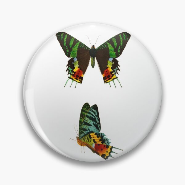 Item preview, Butterflies (1892) - Biological Illustration designed and sold by SALON DES ARTS.