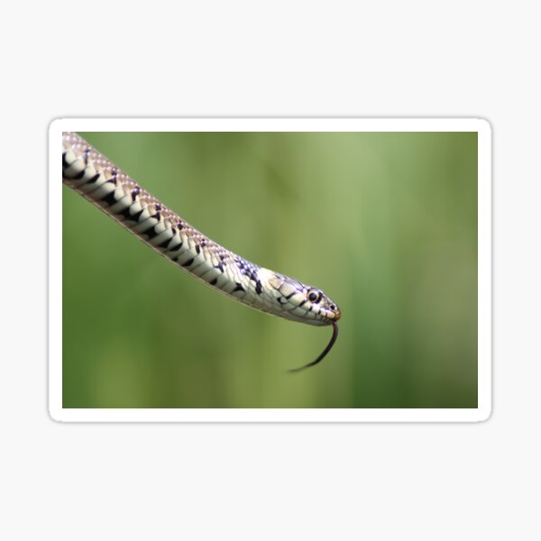 Item preview, Grass Snake designed and sold by The Suns Anvil.