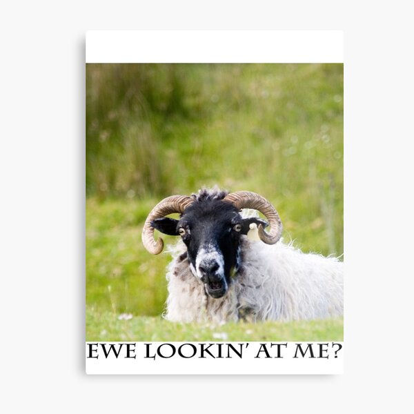 Item preview, Ewe Lookin' At Me? designed and sold by dougbphotos.