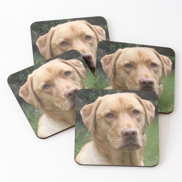 Item preview, Labrador en la cabeza designed and sold by barnesphotos.