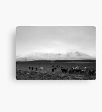 The herd Canvas Print